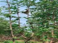 पन्ना टाइगर रिजर्व में पेड़ से हवा में छलांग लगाकर बंदर का शिकार करते नजर आया तेंदुआ, देखें वीडियाे