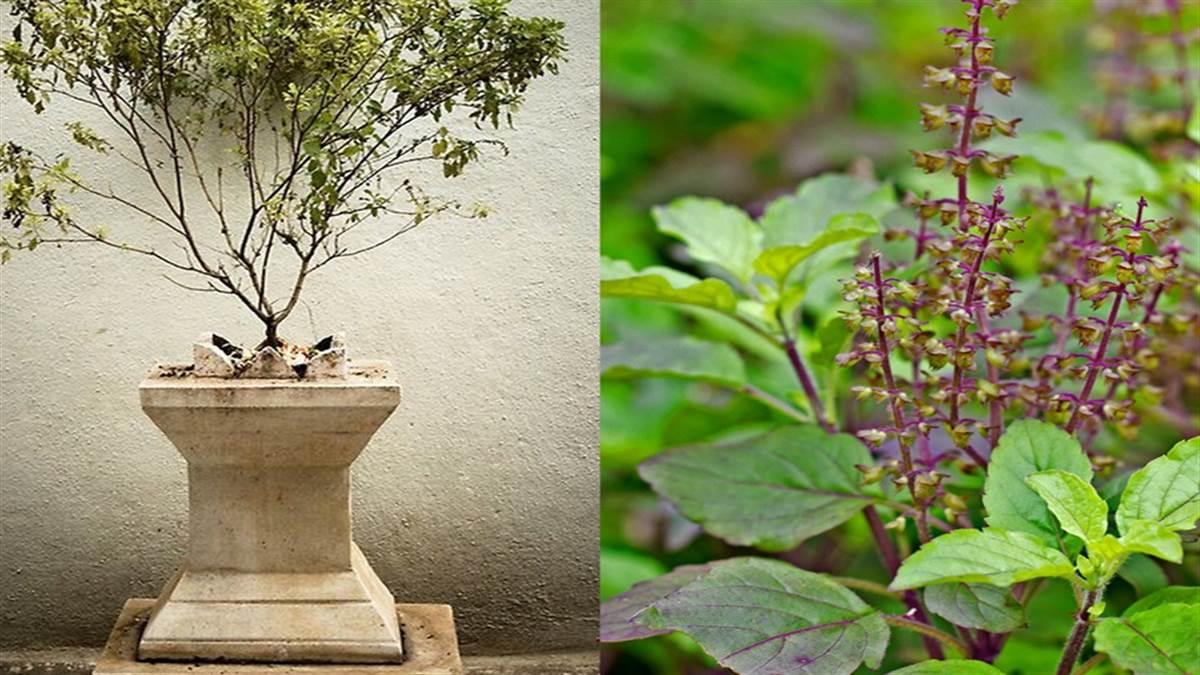 Vastu Tips: कहीं आपने गलत दिशा में तो नहीं रखा है तुलसी का पौधा? नाराज हो सकती हैं मां लक्ष्मी