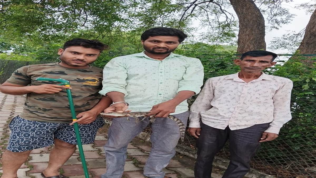 Janjgir-champa News : क्रोकोडायल पार्क से बाहर निकल रहे हैं मगरमच्छ के बच्चे
