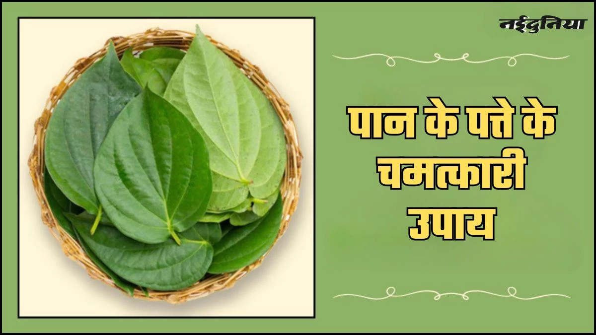 Paan Ka Patta: काम में रुकावट से लेकर मनोकामनाएं पूरी करने तक, हर समस्या का हल है पान का पत्ता, जानें इसका प्रभाव