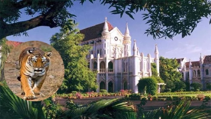 MP High Court में राष्ट्रीय बाघ संरक्षण प्राधिकरण ने किया स्वीकार, बाघों की मौतों के पीछे शिकार का साया