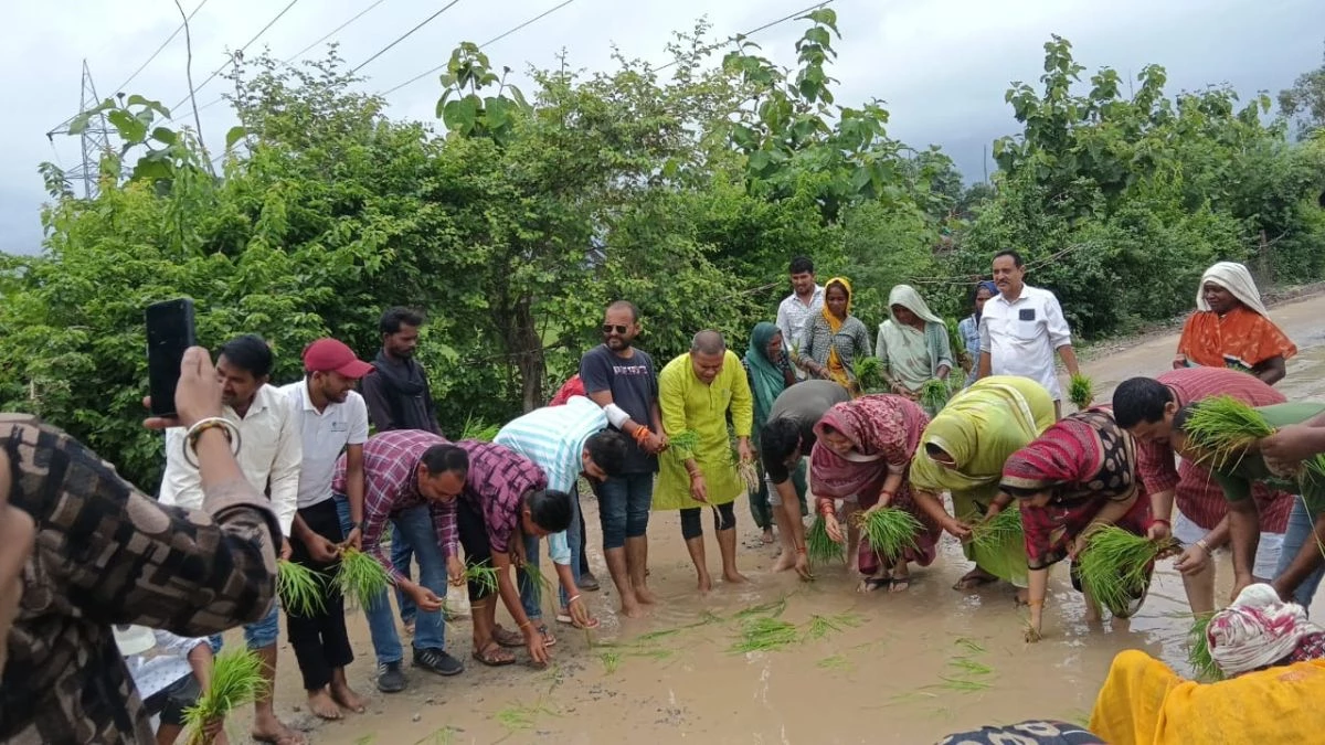 कांग्रेस का अनोखा विरोध, खराब सड़क पर की धान की रोपाई, मोहन सरकार पर साधा निशाना