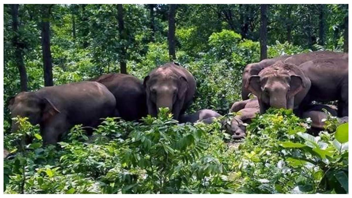 हाथियों से सुरक्षा के लिए गांवों में लगे हूटर बंद: कैसे सजग हो ग्रामीण? लेमरू अभ्यारण्य की प्रयास धरी की धरी