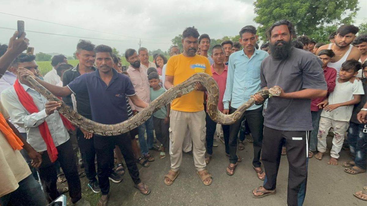 बुरहानपुर में सियार का शिकार कर खेत में सुस्त पड़े 15 फीट लंबे अजगर का किया रेस्क्यू