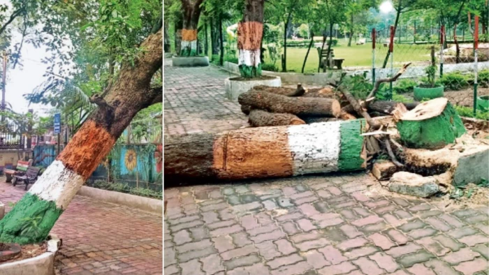 रायपुर में आम के पेड़ को मिली 'सजा-ए-मौत', महापौर और कमिश्नर को भनक भी नहीं, उपचार के आश्वासन के बाद भी नहीं बच पाई जान