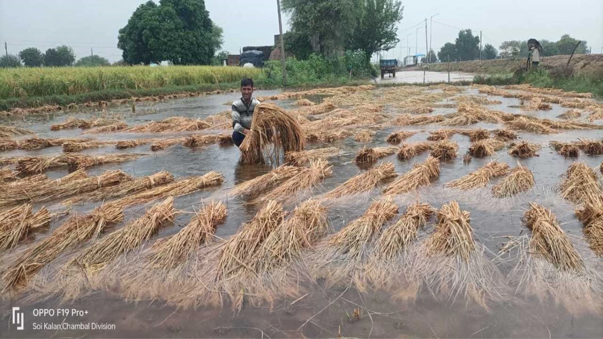 Rain in MP: किसानों पर आफत की बारिश, प्रदेश भर में धान व मक्के की फसल को भारी नुकसान