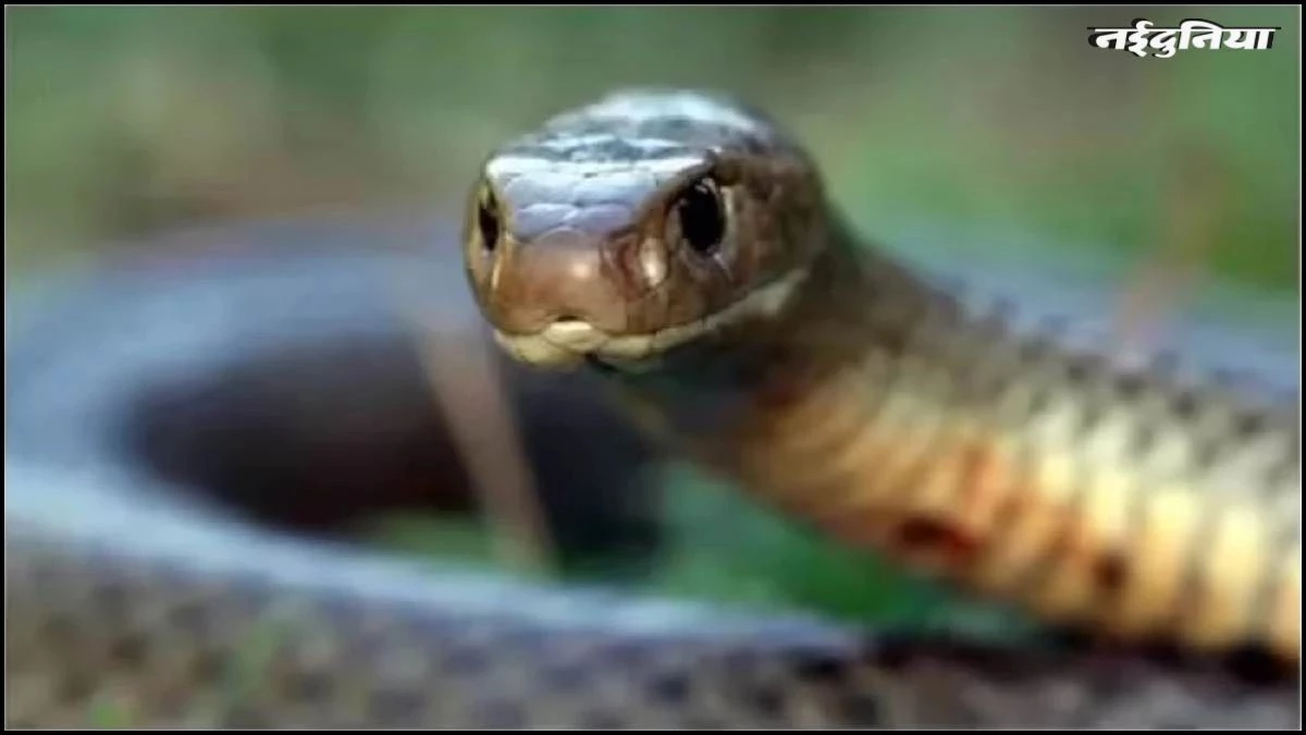 MP: तीन टुकड़ों में कटने के बाद भी सांप ने युवती को डसा, अस्पताल पहुंचते-पहुंचते मौत