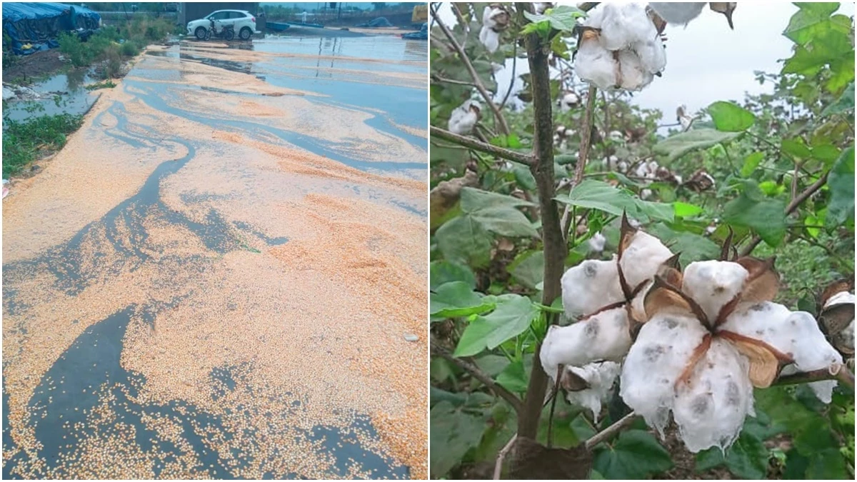 MP के मालवा-निमाड़ में बेमौसम बारिश ने भिगा दी मक्का और सोयाबीन की फसल, किसानों को बड़ा नुकसान