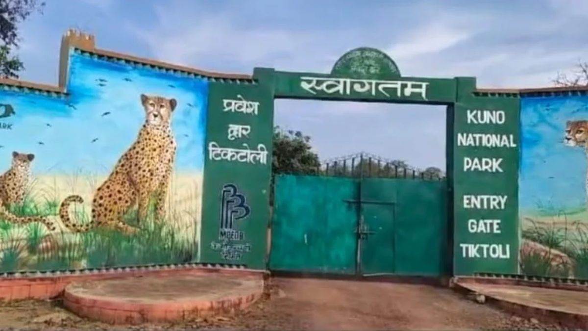 सैटेलाइट कॉलर, ट्रैकिंग टीम के बाद भी कूनो में घुस गए शिकारी, श्योपुर में चीता शावक को मारी गोली, चीता प्रोजेक्ट में पहली घटना