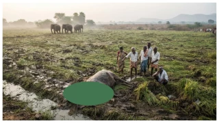 छत्तीसगढ़ में हाथियों का खौफ, सरगुजा जिले में फसलों को रौंदकर भैंस को उतारा मौत के घाट