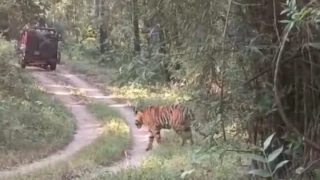 मंडला के खटिया बफर में सड़क पर चहलकदमी करता दिखा बाघ, एक घंटे तक रुका रहा आवागमन; सोशल मीडिया पर वीडियो वायरल