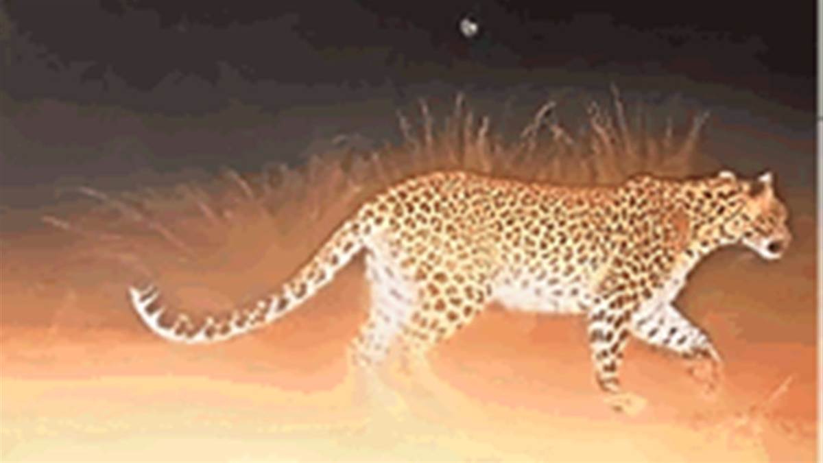 Cheetah in MP: बड़े बाड़े से निकला तेंदुआ, मादा चीतों को बड़े बाड़े में छोड़ने की राह हुई आसान
