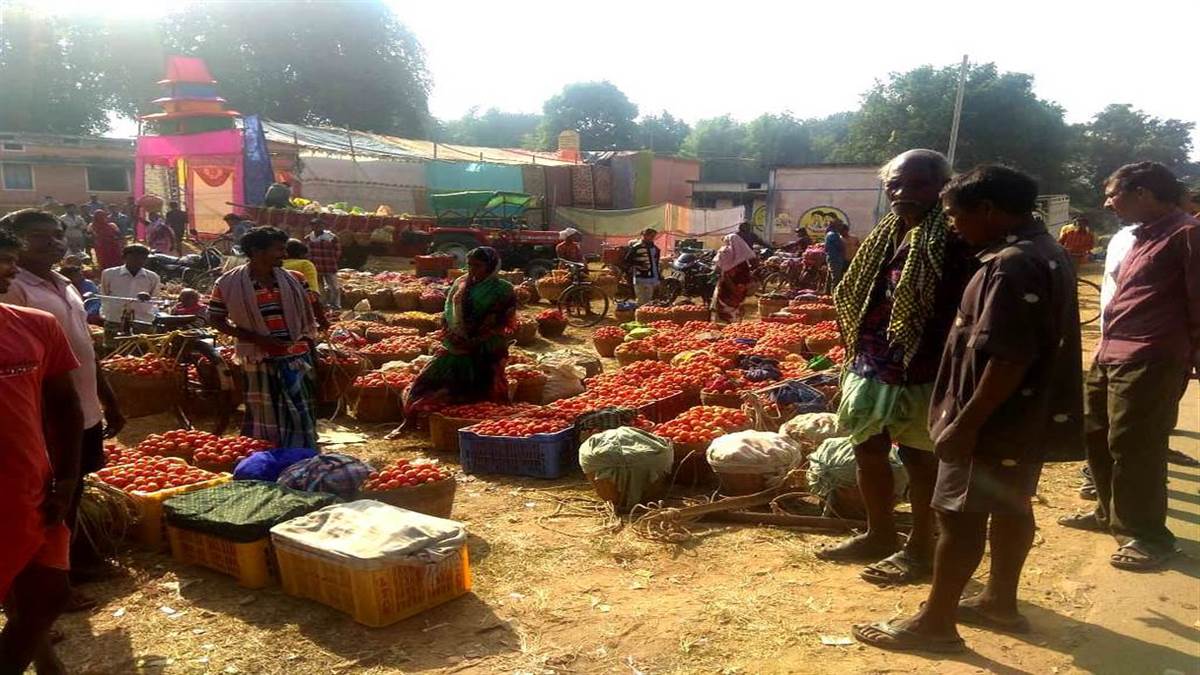 बिहार, बंगाल, ओडिशा में बढ़ी मांग तो जशपुरिया टमाटर के तीखे हुए तेवर