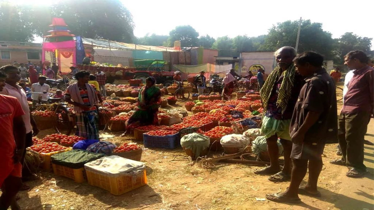 बिहार, बंगाल, ओडिशा में बढ़ी मांग तो जशपुरिया टमाटर के तीखे हुए तेवर