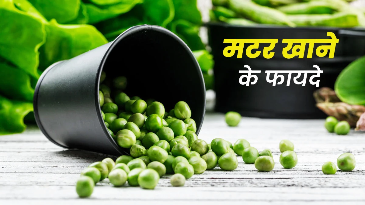 सर्दियों की मटर खाने से मिलेंगे 5 हैरान कर देने वाले फायदे, बस जान लें सेवन का सही तरीका
