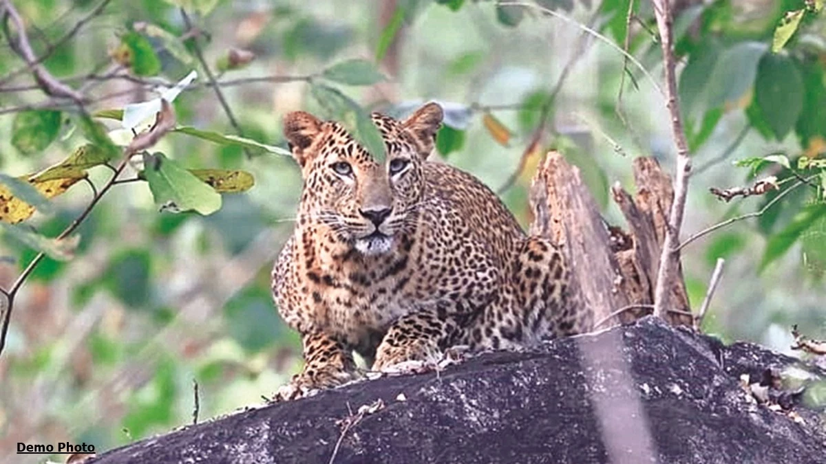 खेत से घर लौट रहे युवक पर तेंदुए ने किया हमला, संघर्ष कर पत्थर मारा तो भागा