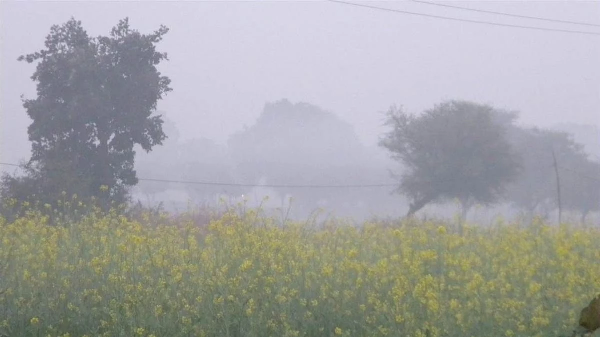 MP में अन्नदाताओं के लिए वरदान बनी मावठ की बारिश, फसलों को मिली संजीवनी, 15% तक बढ़ सकता है उत्पादन