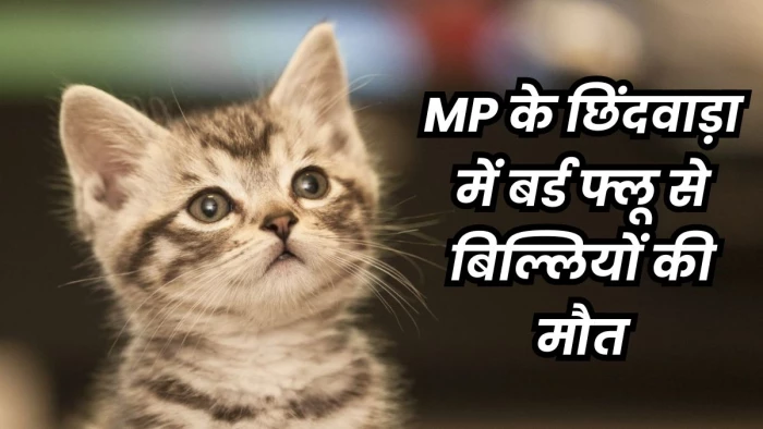 Bird Flu in Cats: देश में पहली बार छिंदवाड़ा में पालतू बिल्लियों में मिला बर्ड फ्लू वायरस, अब तक 622 की मौत