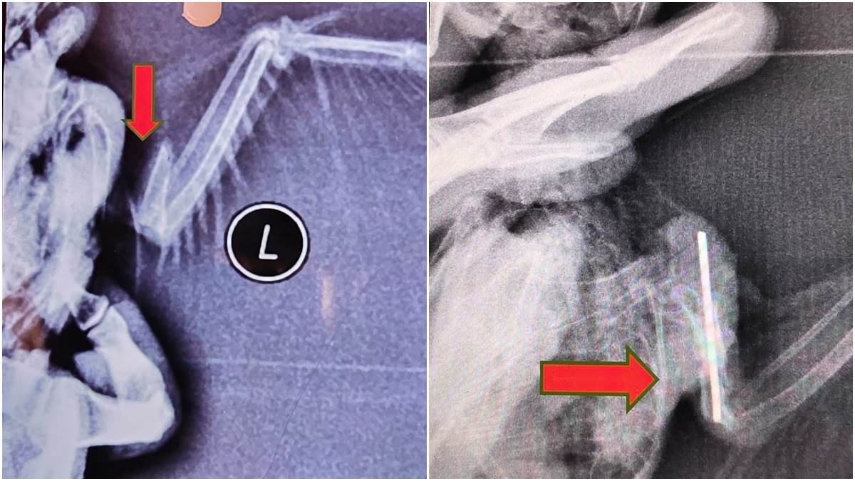 एक पिन से जोड़ दी पक्षी के पंख की मांझ लगने से टूटी हड्डी, जबलपुर के वेटरनरी छात्र ने किया कमाल