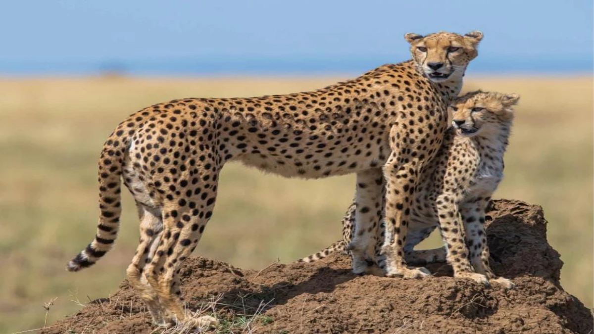 आज कूनो में अफ्रीका से आ रहे 9 चीते, ग्वालियर एयरबेस पर लैंडिंग के बाद हेलीकॉप्टर से जंगल में होगी मेहमानों की एंट्री