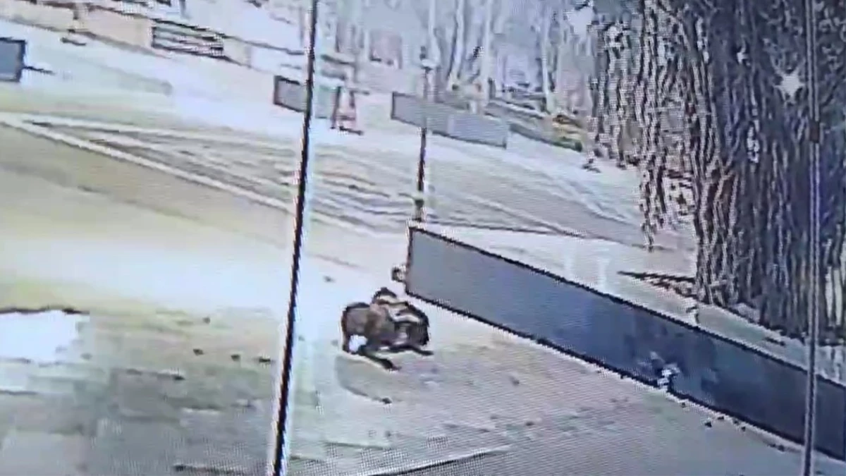 कुत्ते को दबोच कर ले जा रहा था तेंदुआ, दूसरे ने भिड़कर साथी को छुड़ाया; VIDEO