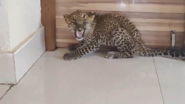 ऑफिस में सब अपना काम कर रहे थे, अचानक अंदर घुस आया तेंदुए का बच्चा; एमपी के कटनी की घटना