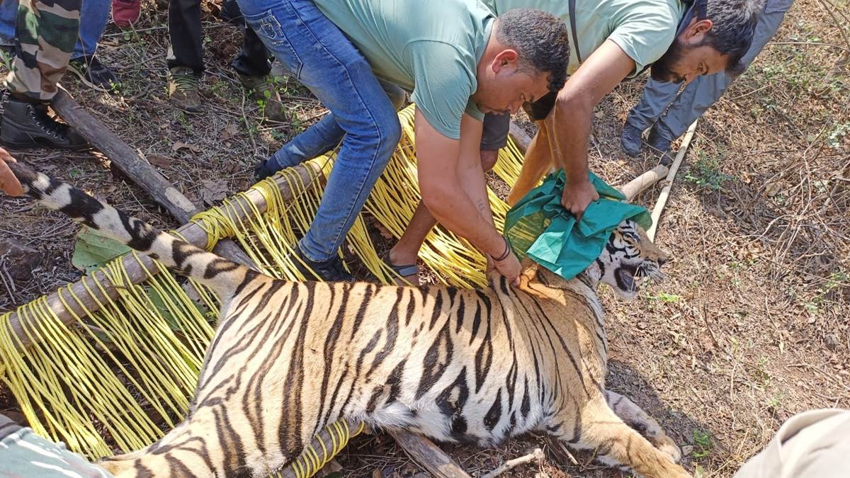 Ambikapur News: घायल बाघ का किया रेस्क्यू, पशु चिकित्सकों ने शुरू किया उपचार