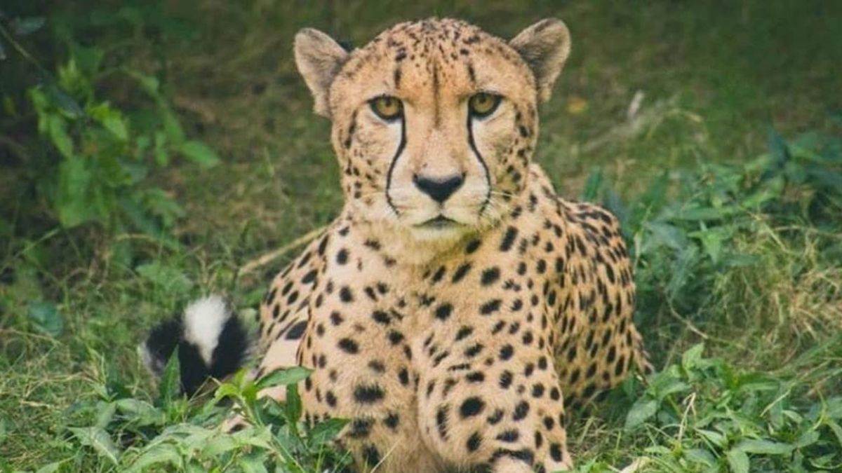 Cheetah Undertaking: कूनो नेशनल पार्क से निकल मुरैना के पहाड़गढ़ में घूम रहे पवन और वीरा