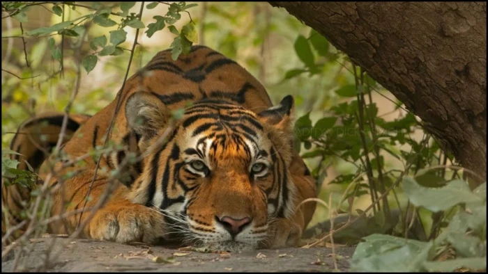 बैल के शिकार का बदला लेने किसान ने बाघ को जहर देकर मार डाला, रेडियो कॉलर ने खोला मौत का राज, चार गिरफ्तार