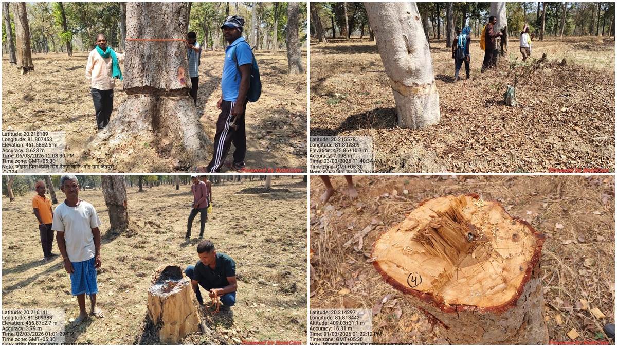 धमतरी में सीतानदी टाइगर रिजर्व क्षेत्र में 15 सालों में एक लाख पेड़ों की हुई अवैध कटाई, 166 के खिलाफ केस दर्ज