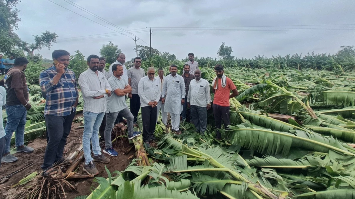 बुरहानपुर में आंधी तूफान ने मचाई तबाही, जमींदोज हुई केले की फसल देख रो पड़े किसान