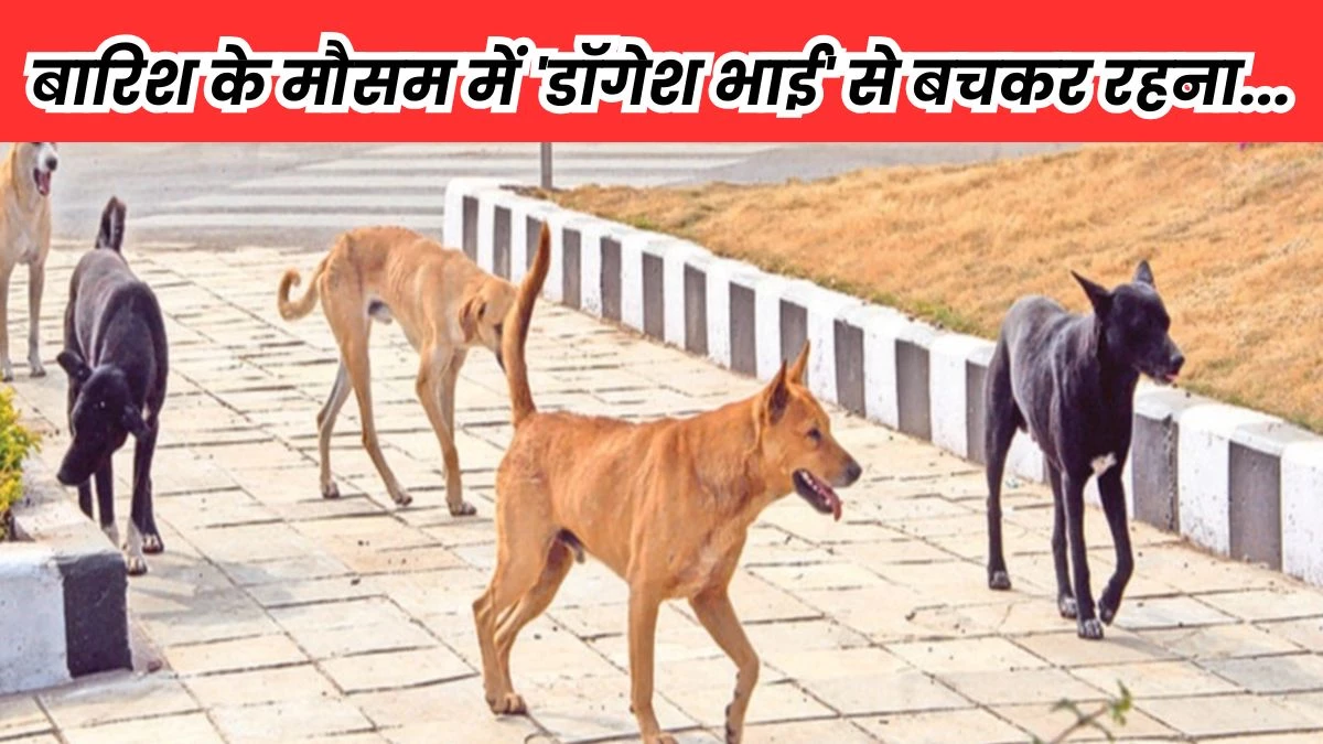 बारिश में आक्रामक हो जाते हैं स्ट्रीट डॉग, उसने दूरी बनाकर चलें... भोपाल नगर निगम ने जारी की एडवाइजरी