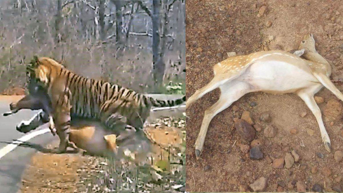 कटनी के जंगल में तालाब में घोला जहर, चीतल-सांभरों समेत 14 वन्य प्राणियों की मौत; अब बाघों पर खतरा