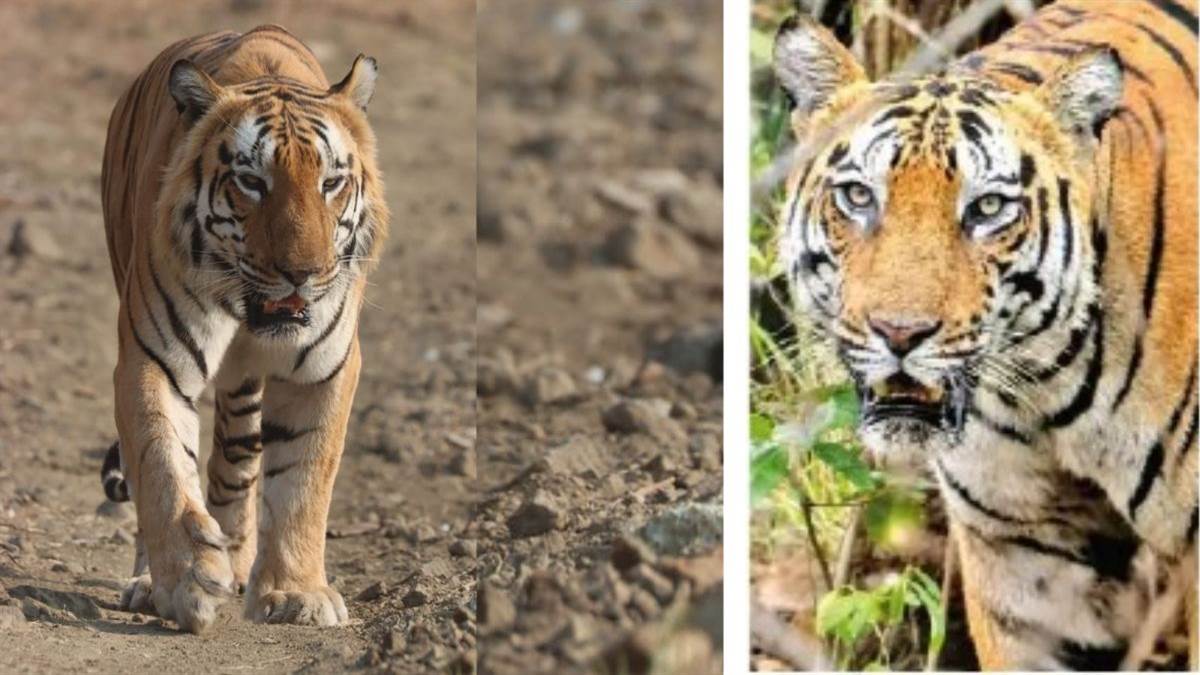 देवास के खिवनी अभयारण्य में दो बाघों में वर्चस्व की लड़ाई, युवराज हुआ घायल, रेस्क्यू कर वन विहार भोपाल भेजा