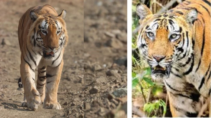 देवास के खिवनी अभयारण्य में दो बाघों में वर्चस्व की लड़ाई, युवराज हुआ घायल, रेस्क्यू कर वन विहार भोपाल भेजा