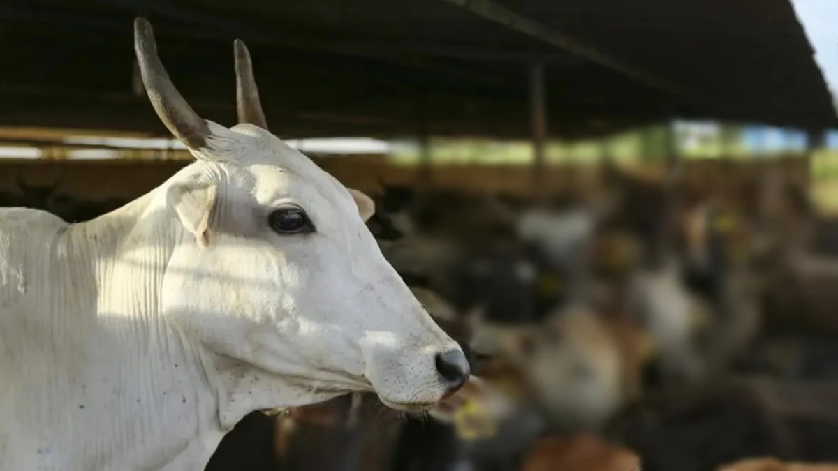 रीवा में ऑटो रिक्शा से बांधकर गाय को 2 किमी तक घसीटा, बाइक सवारों ने पीछा कर छुड़ाया