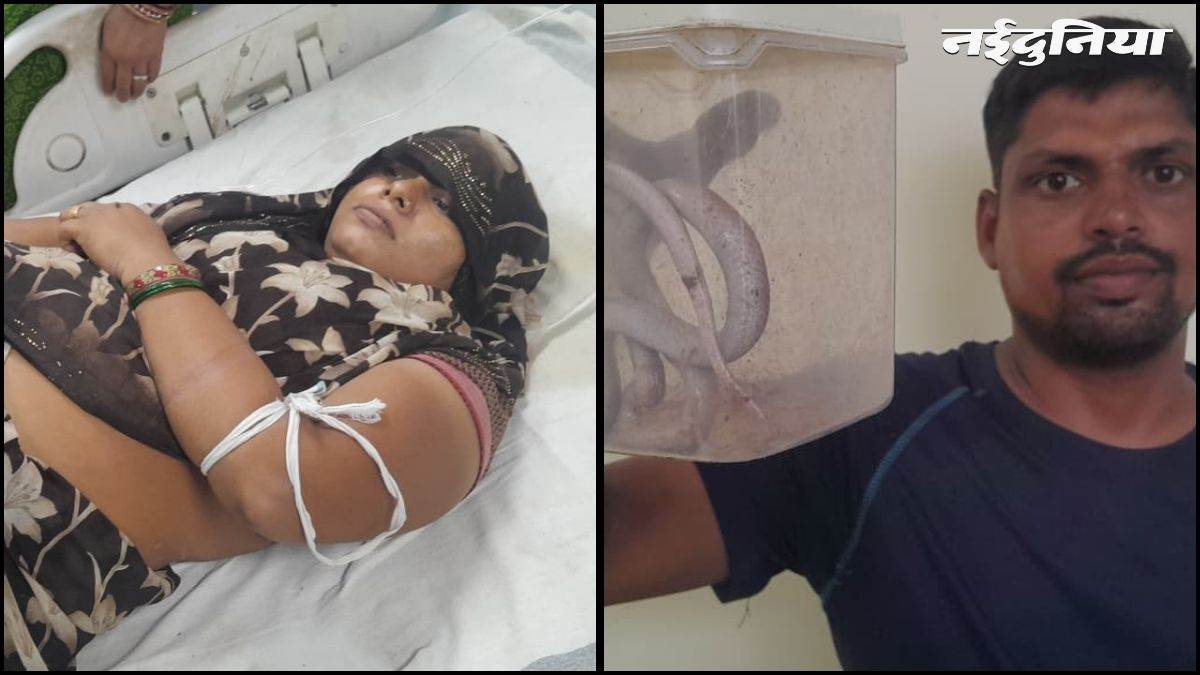 भिंड में अनोखी घटना... सफाई के दौरान महिला को सांप ने डसा, पति डिब्बे में बंद कर सांप को भी लाया जिला अस्पताल