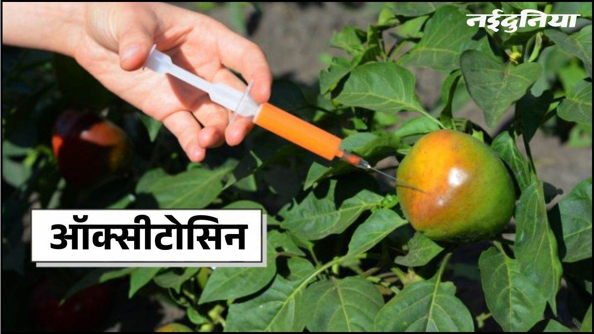 फल-सब्जियों में ऑक्सीटोसिन के इस्तेमाल पर हाई कोर्ट सख्त, राज्य सरकार से पूछा- दुरुपयोग रोकने क्या किया?