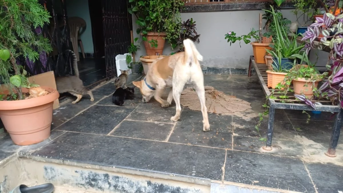 नहीं देखी होगी ऐसी दोस्ती! आठ साल से बरकरार है इस कुत्ते-बिल्ली की फ्रेंडशिप, दी जा रही मिसाल