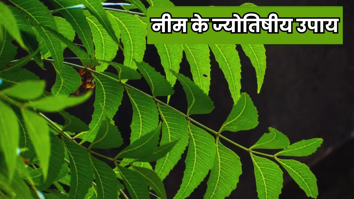 Astro Tips: नीम के इन चमत्कारी पत्तों के उपाय से चमक जाएगी किस्मत, दूर होगी पैसों की तंगी