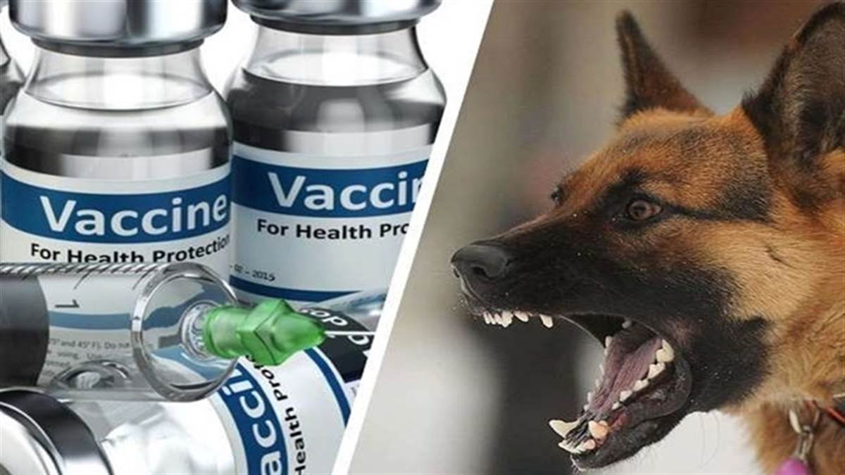 Anti Rabiya Api World Rabies Day : 35 लाख की जनसंख्या वाले इंदौर में एंटी रैबीज टीका ...