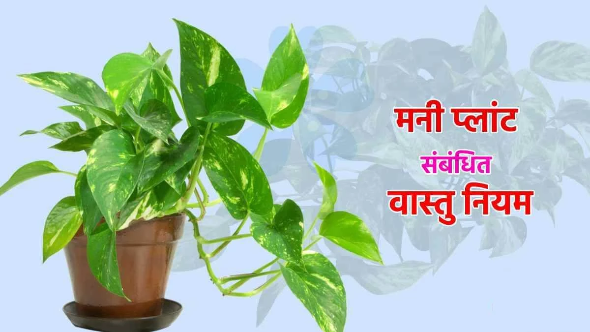 Milk in Money Plant: मनी प्लांट में दूध डालने से क्या होता है… वास्तु शास्त्र में बताए गए हैं ये चमत्कारी उपाय