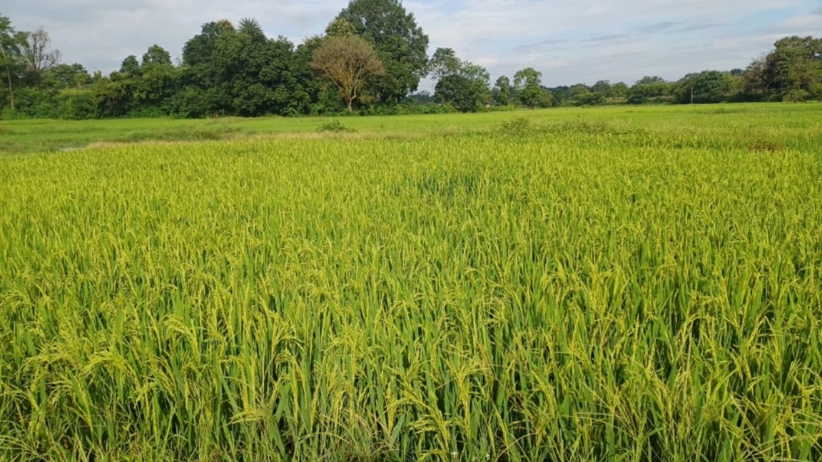 CG Weather Update: छत्तीसगढ़ में मौसम बढ़ा सकता है किसानों की चिंता, धान की फसल को हो सकता है नुकसान