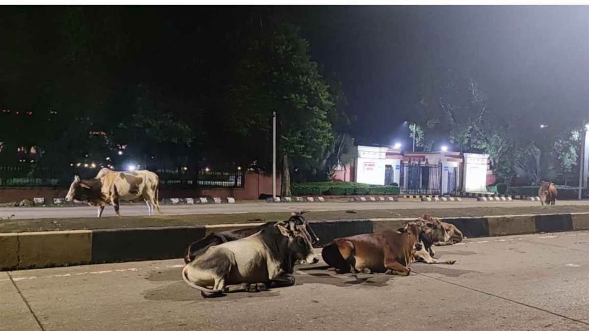 अशोकनगर में मवेशी के साथ दुष्कर्म का मामला, बुजुर्ग गिरफ्तार; भीड़ ने घेरा थाना