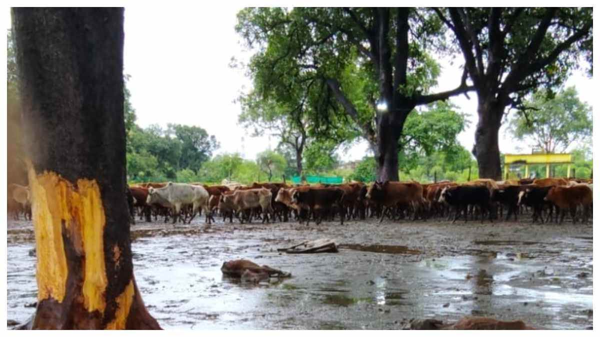 बिलासपुर में 300 मवेशी दलदल में फंसे, 30 से अधिक की मौत शव नाले में बहाए, गो सेवा आयोग दर्ज कराएगा FIR