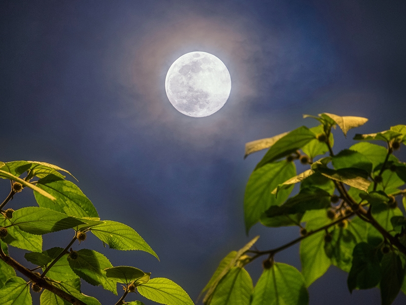 Sharad Purnima 2020: आज सामान्य से बड़ा दिखाई देगा पूर्णिमा का चांद, पढ़िए चंद्रमा की किरणों और रावण की कहानी - Sharad Purnima 2020: moon will be larger than normal today, read