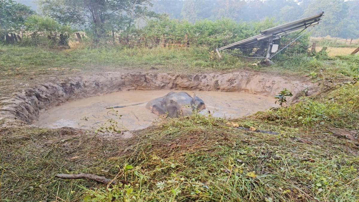 Dhamtari News: पोखर में गिरे तीन हाथी, नौ घंटों के बाद दो किसी तरह निकले, तीसरे को वन विभाग ने बचाया