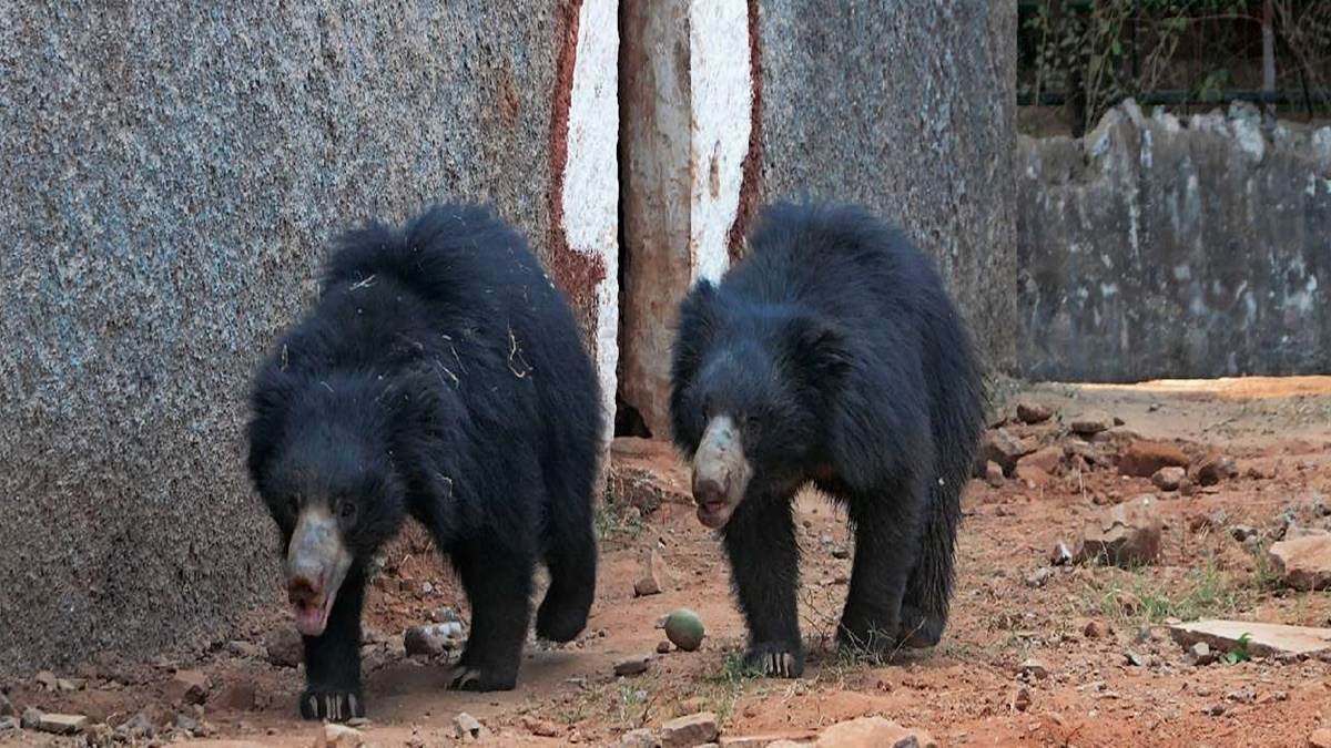 Gwalior Zoo News भालूशेर के केज में लगेगा हीटर, शीतनिद्रा में जाएंगे