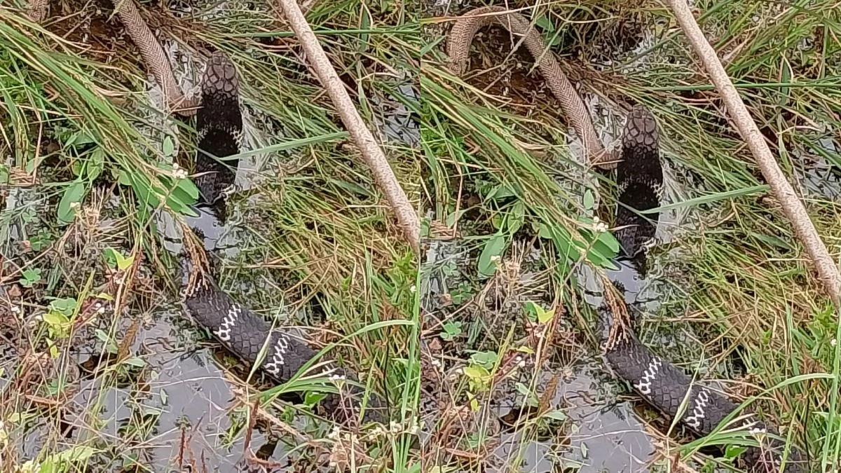 CG: कोरबा में 16 फीट किंग कोबरा ने निगला 6 फीट गेहुंअन सांप, वीडियो वायरल