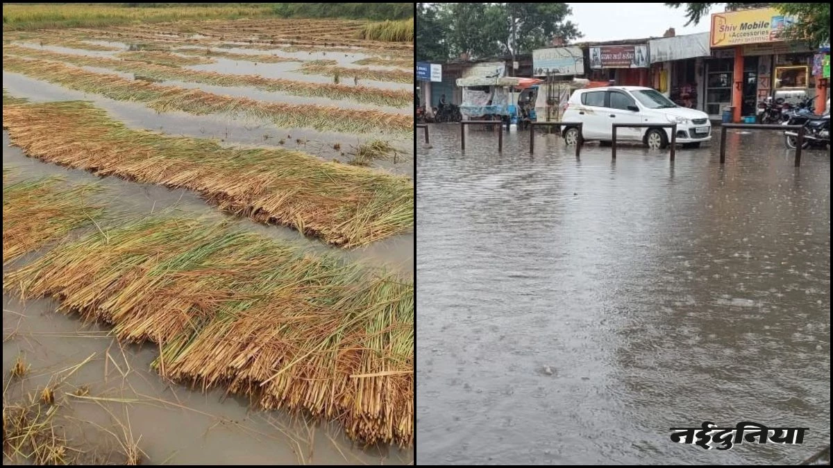 MP में भी चक्रवात मोंथा का असर... ग्वालियर-चंबल में बारिश से धान-मक्का, टमाटर की फसल चौपट, 90 फीसदी तक नुकसान
